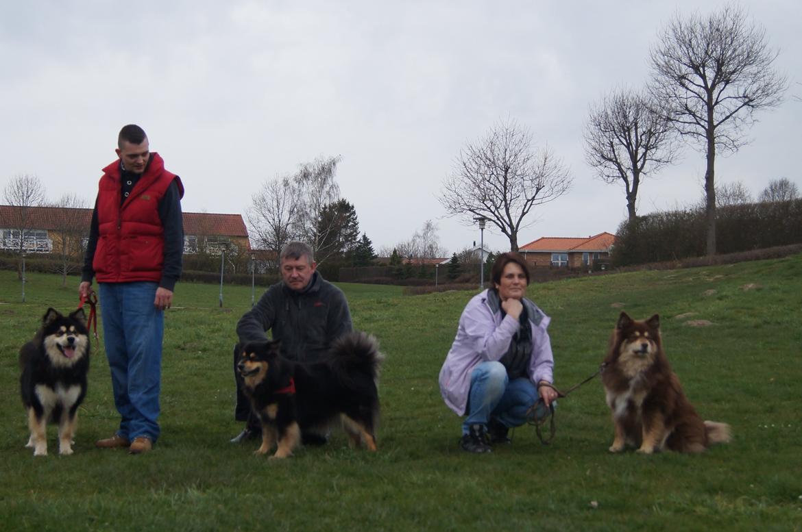 Finsk lapphund Happy Lapp Cosmo - Kenzo - Fra Venstre Kenzo, hans mor, hans far :) billede 20