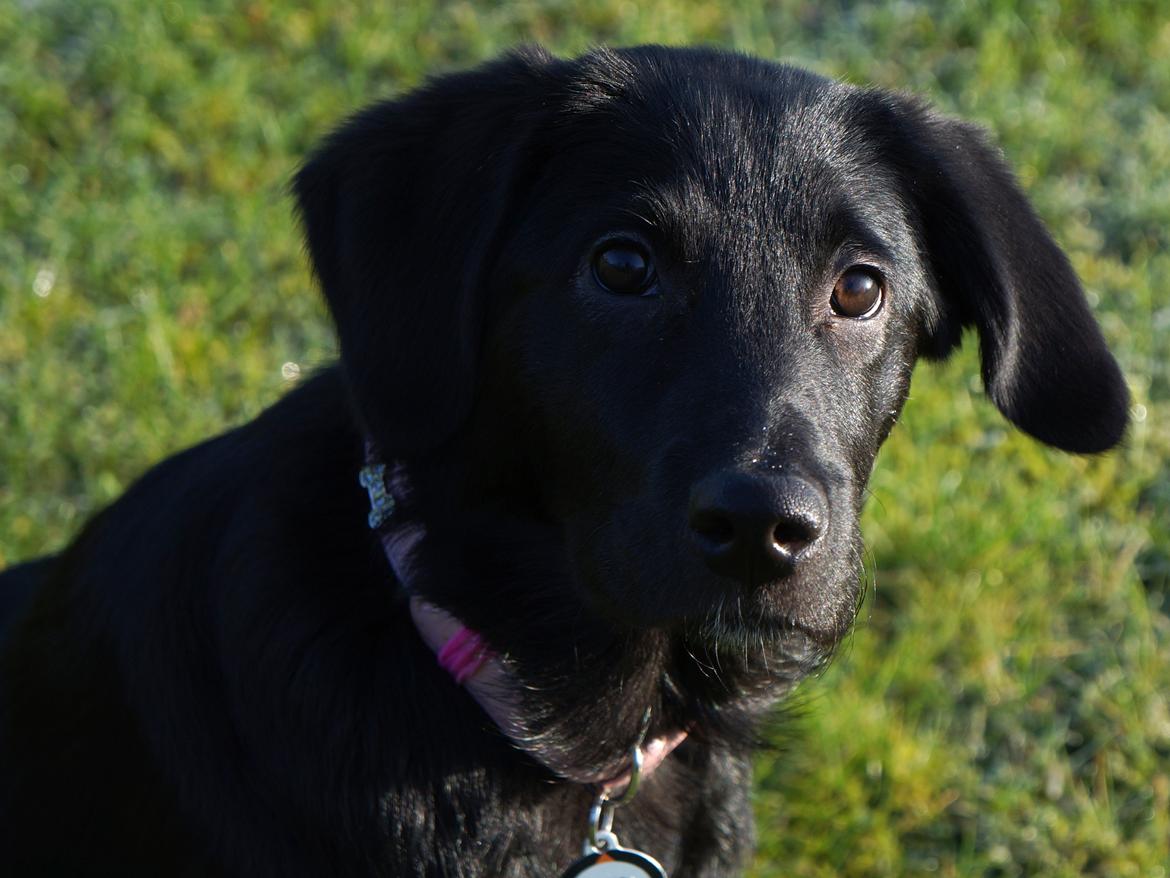 Blanding af racer Bella billede 5