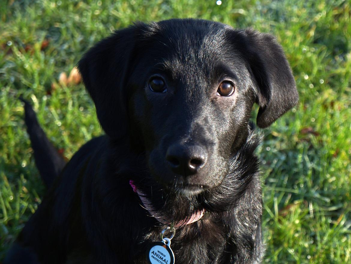 Blanding af racer Bella billede 8