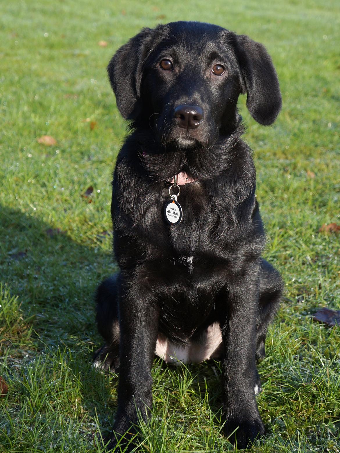 Blanding af racer Bella billede 7