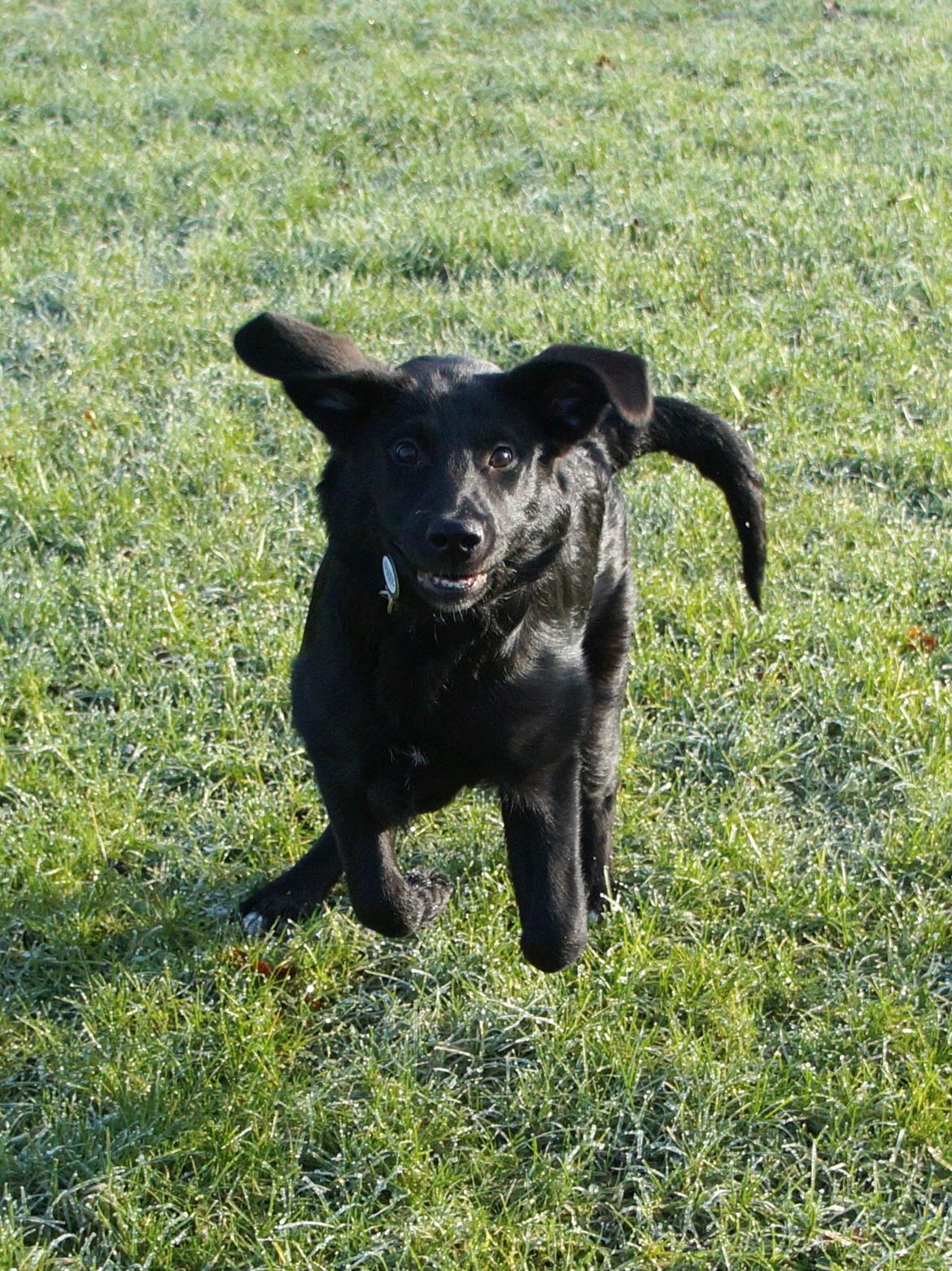 Blanding af racer Bella billede 10