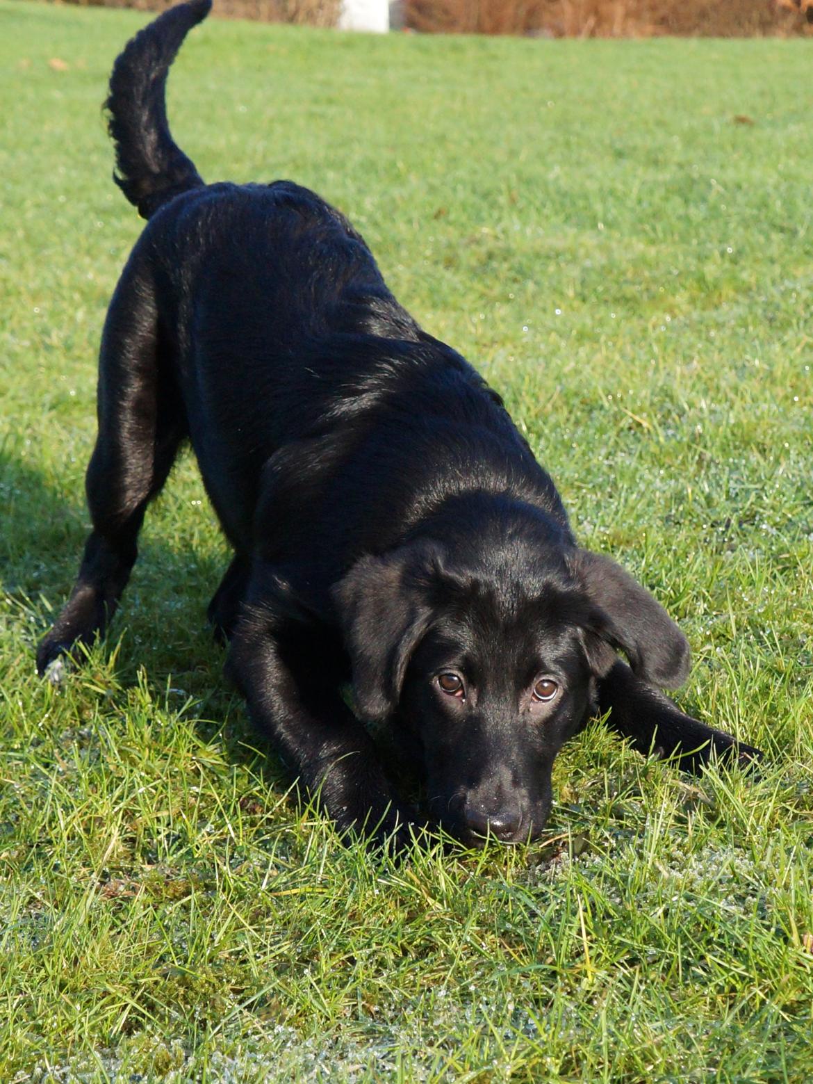 Blanding af racer Bella billede 12