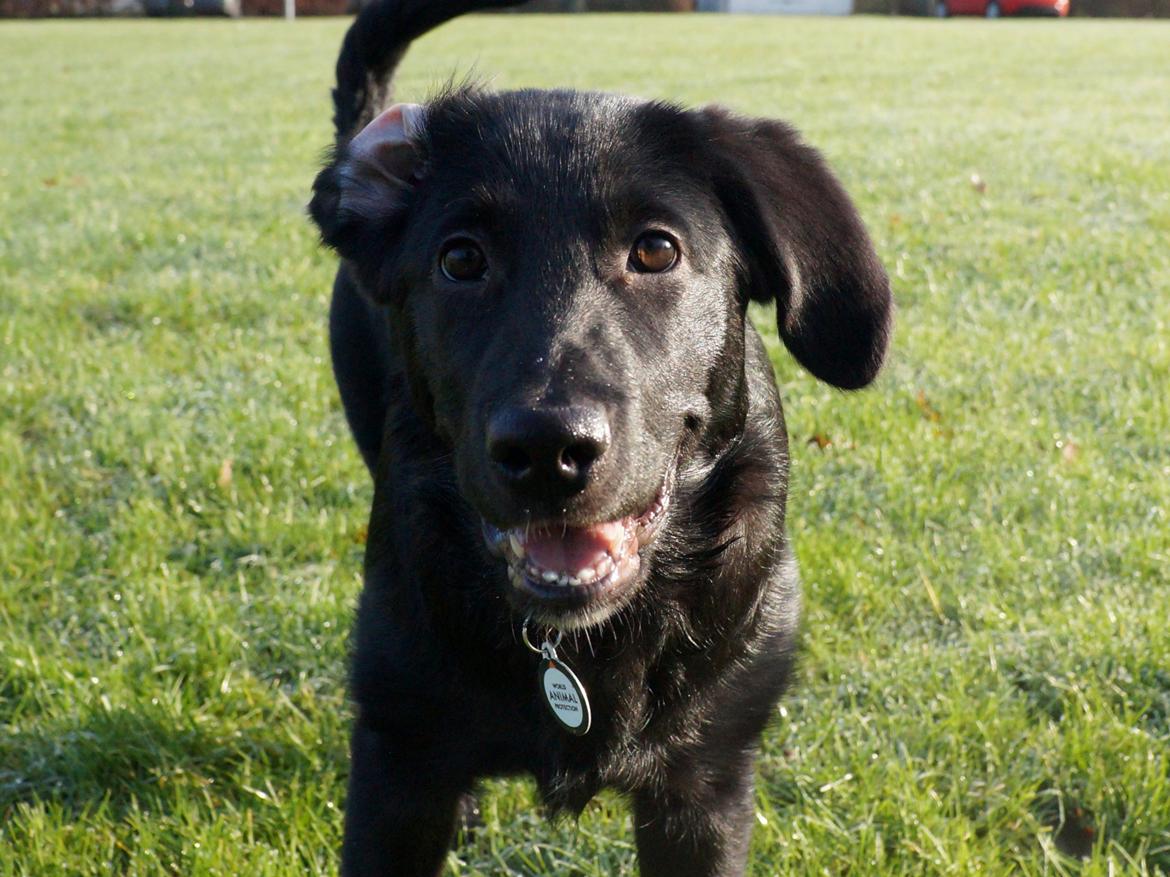 Blanding af racer Bella billede 3