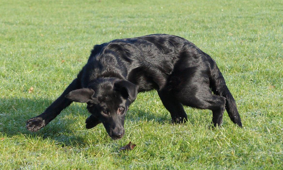 Blanding af racer Bella billede 14