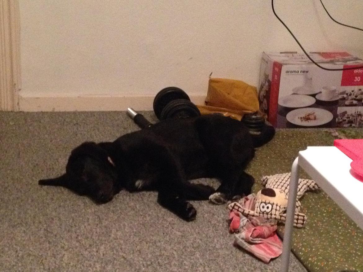 Blanding af racer Bella billede 4