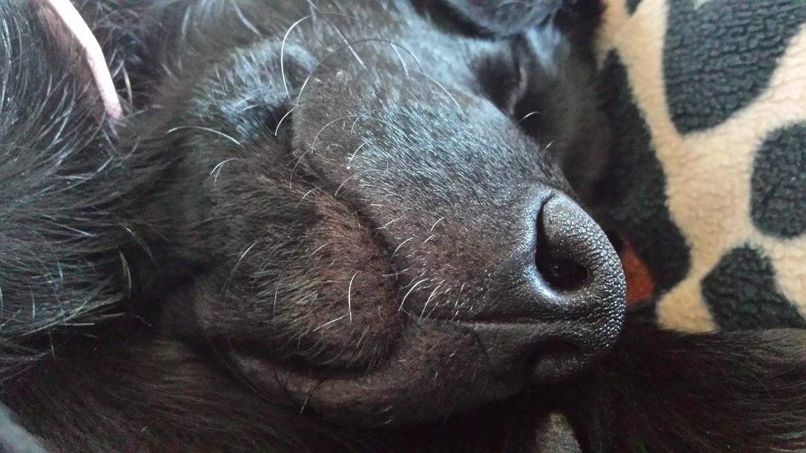 Blanding af racer Bella billede 6