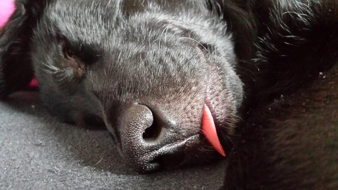 Blanding af racer Bella billede 9