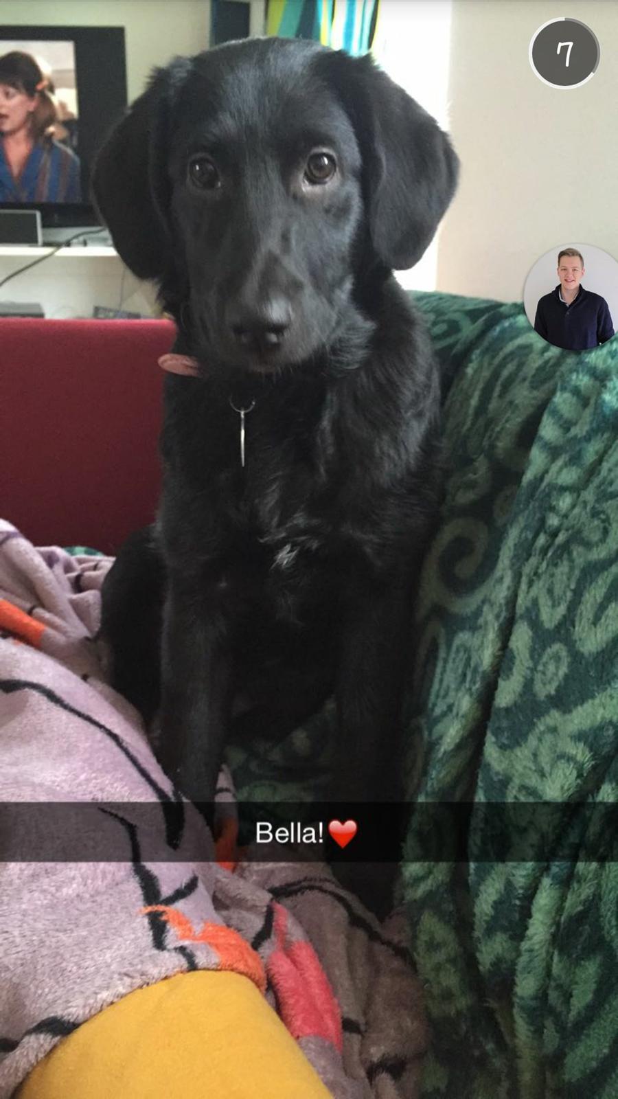 Blanding af racer Bella billede 13