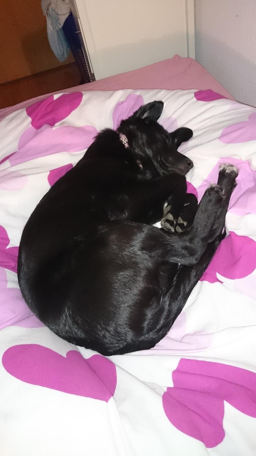 Blanding af racer Bella billede 15