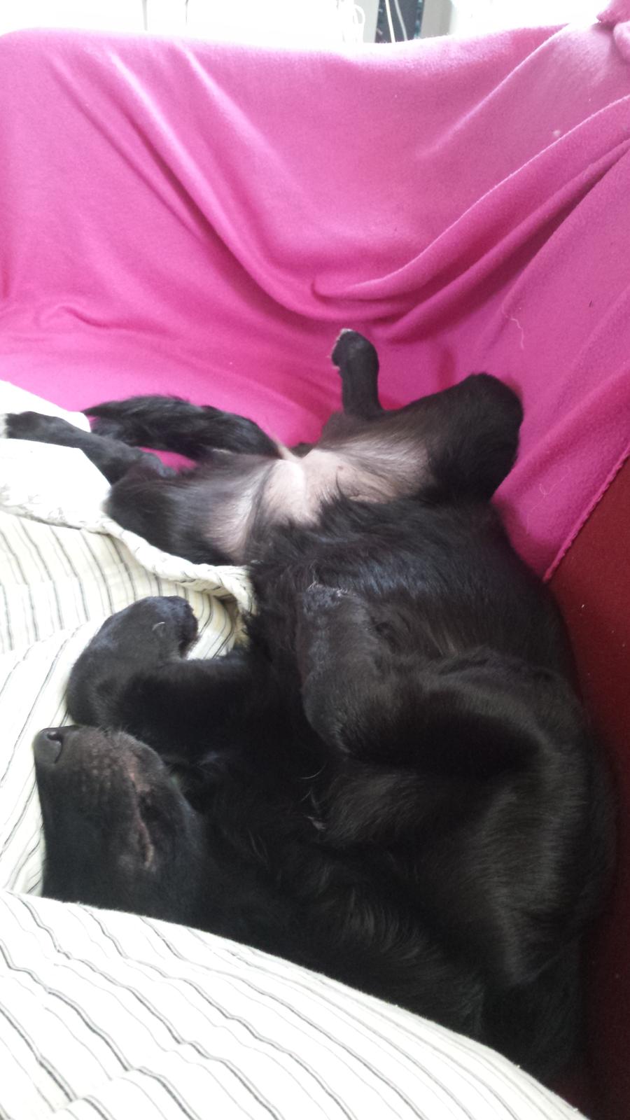 Blanding af racer Bella billede 16