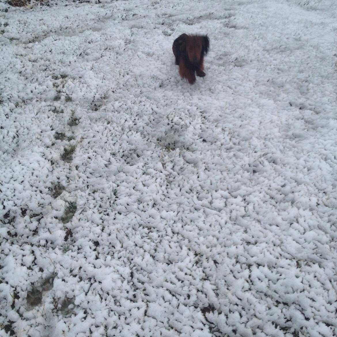 Dværggravhund Charlie billede 9