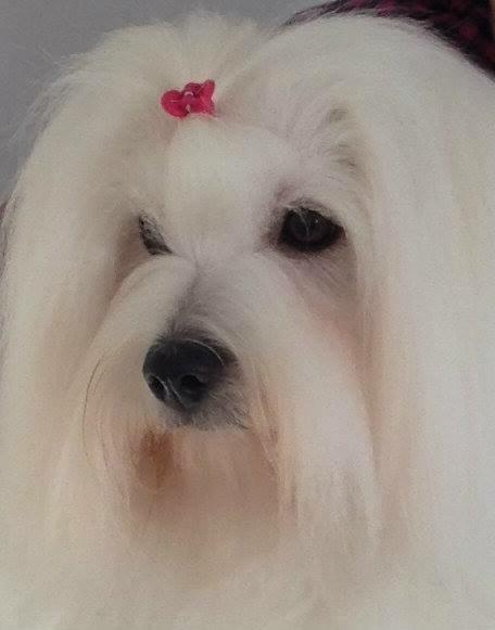 Coton de tulear Dixie billede 1