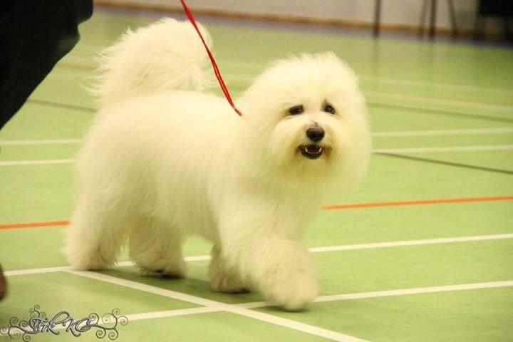 Coton de tulear Dixie - Dixie 10 mdr billede 2