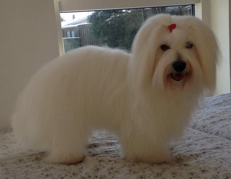 Coton de tulear Dixie - Dixie 1 år billede 3