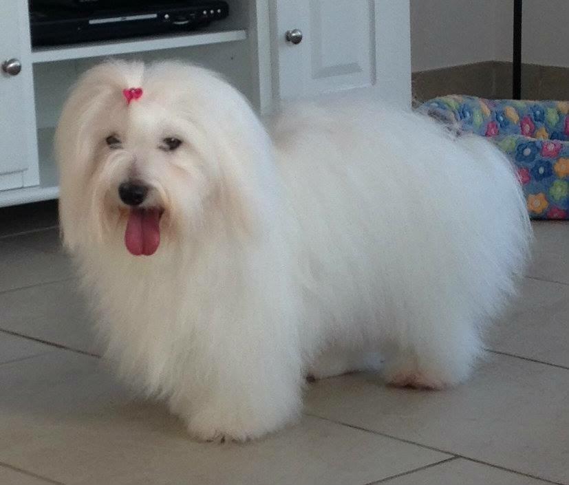 Coton de tulear Dixie billede 4