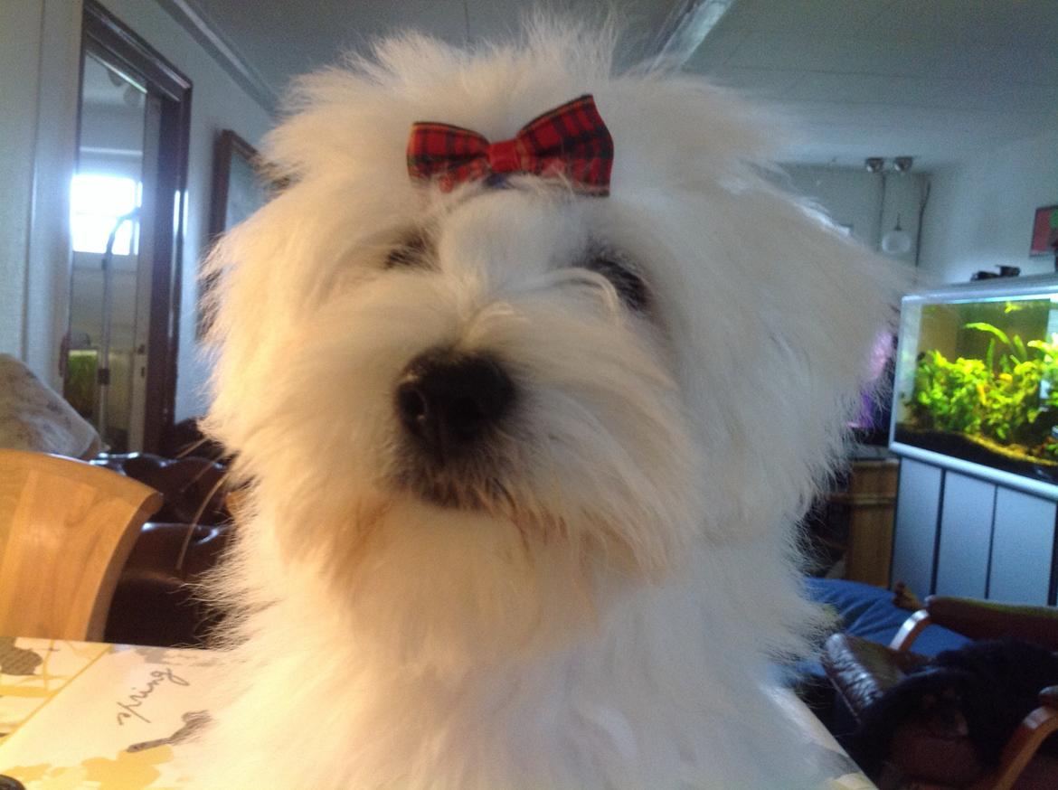 Coton de tulear Dixie - Dixie 4-5 mdr billede 6