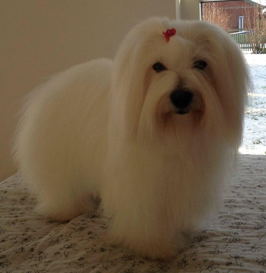 Coton de tulear Dixie billede 7