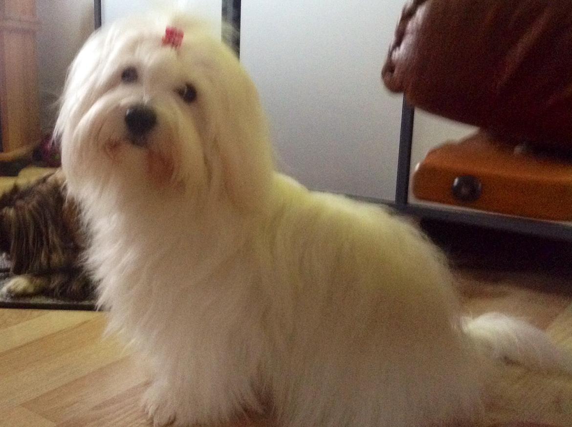 Coton de tulear Dixie billede 8