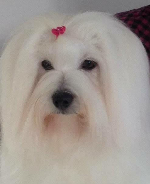 Coton de tulear Dixie billede 9