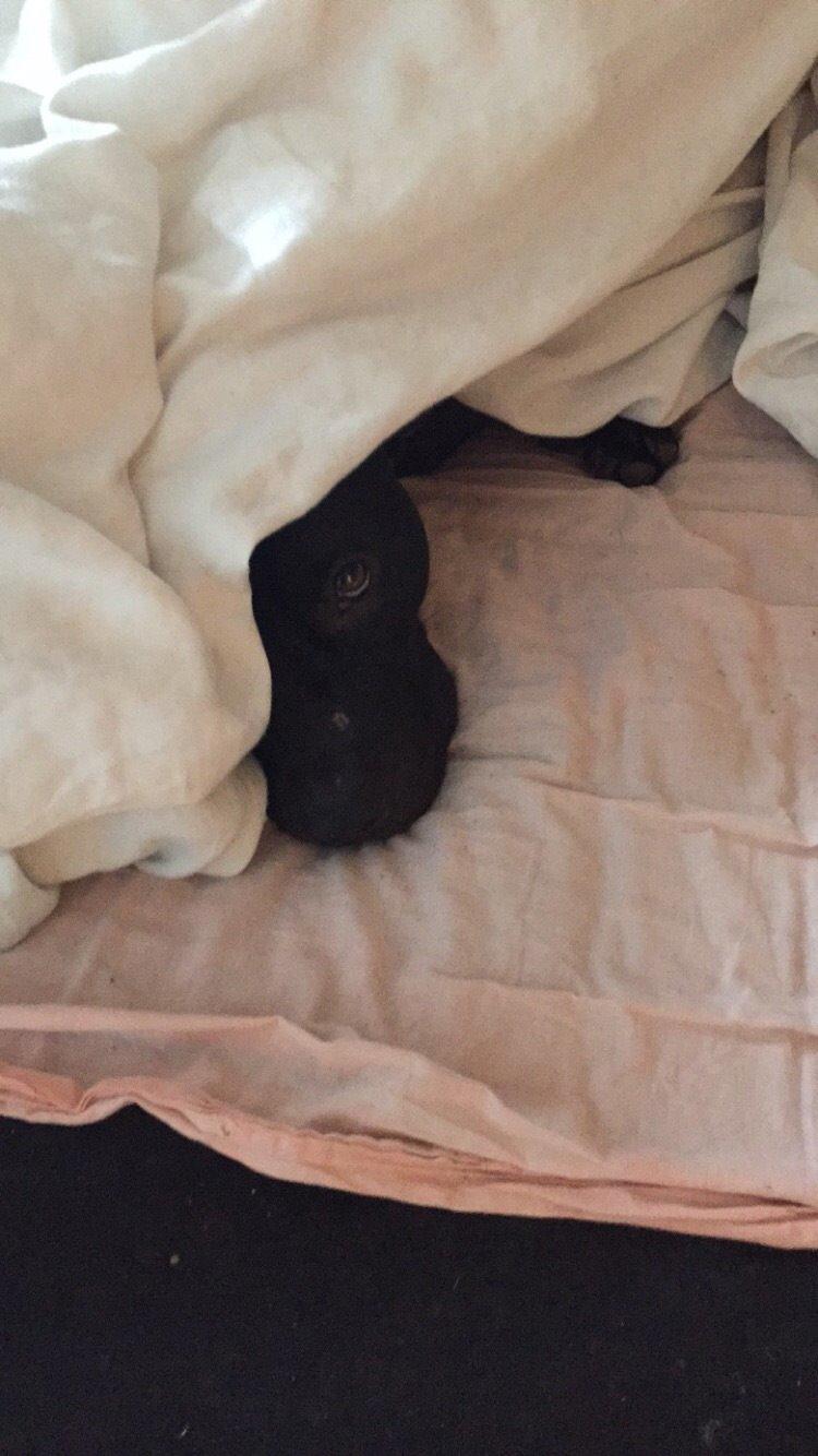 Blanding af racer Shaggie (himmelhund<3) billede 35