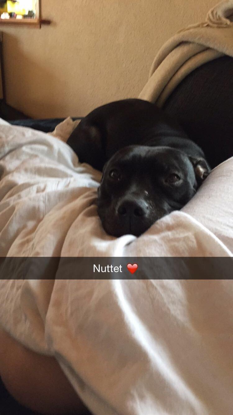 Blanding af racer Shaggie (himmelhund<3) - Passer på sin Daniel som ligger med influenza ❤️ billede 34