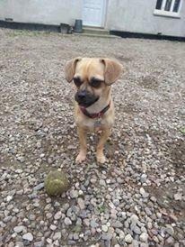 Blanding af racer Zoéy  ( himmel hund) billede 1