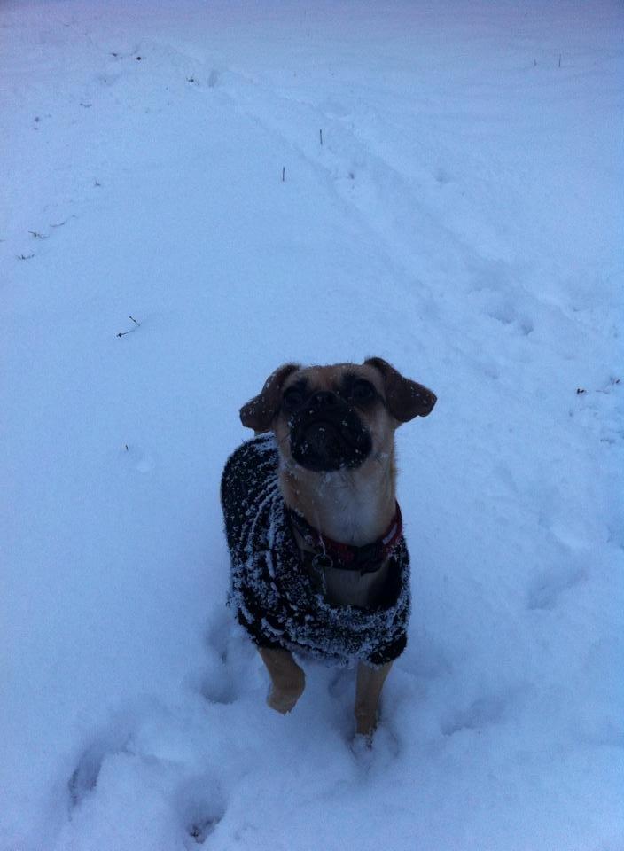 Blanding af racer Zoéy  ( himmel hund) billede 4