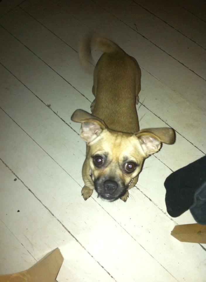 Blanding af racer Zoéy  ( himmel hund) billede 6