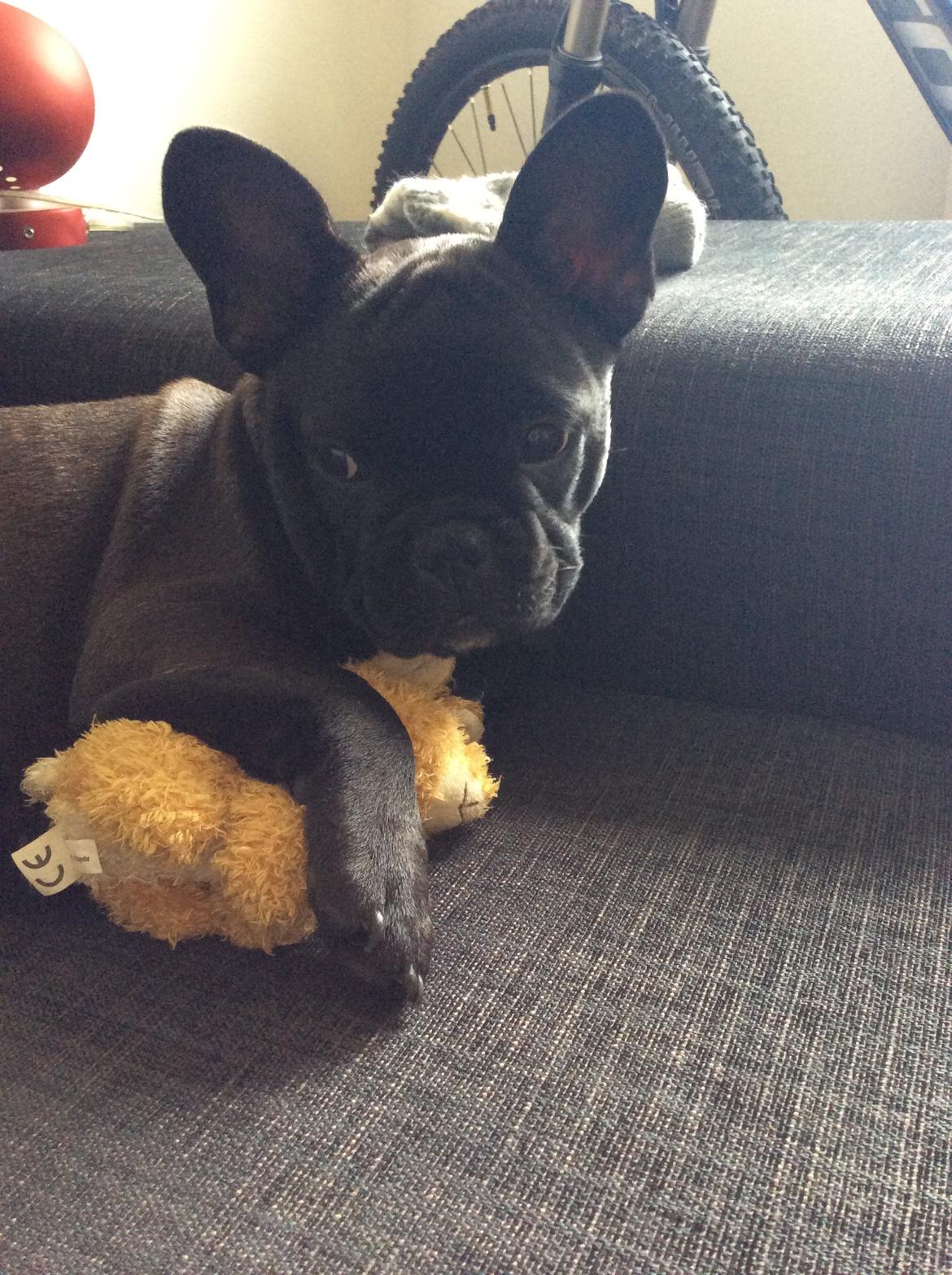 Fransk bulldog Buddha billede 10