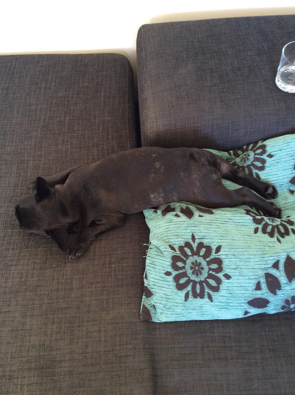 Fransk bulldog Buddha billede 17