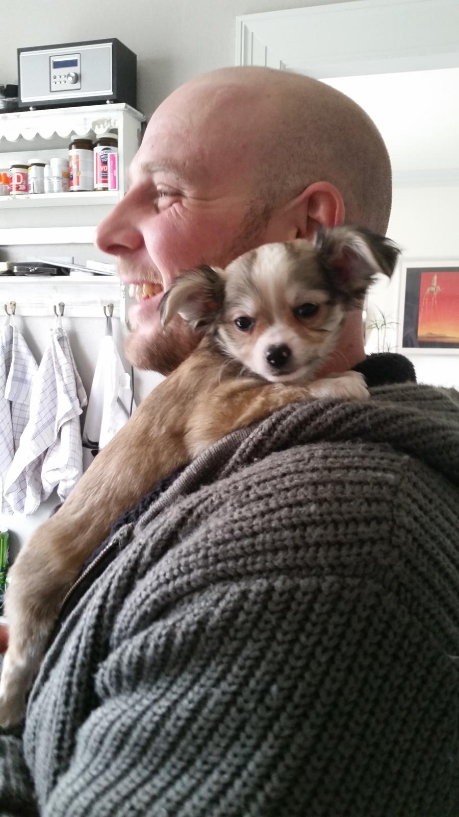 Chihuahua Arthur billede 1