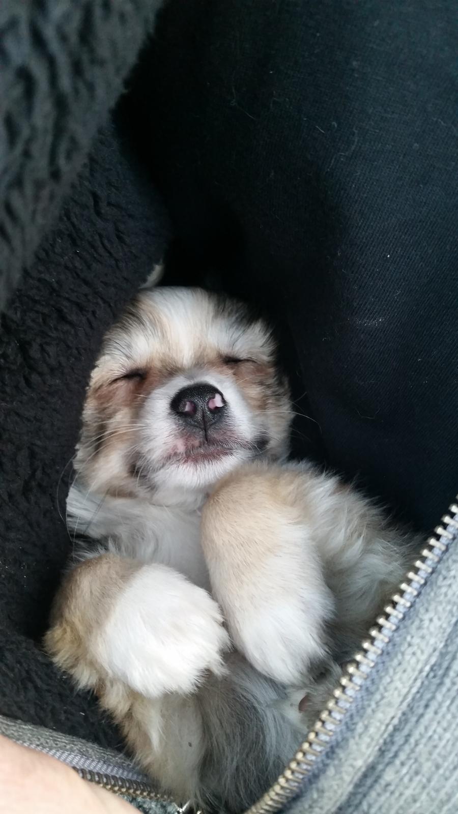 Chihuahua Arthur billede 2