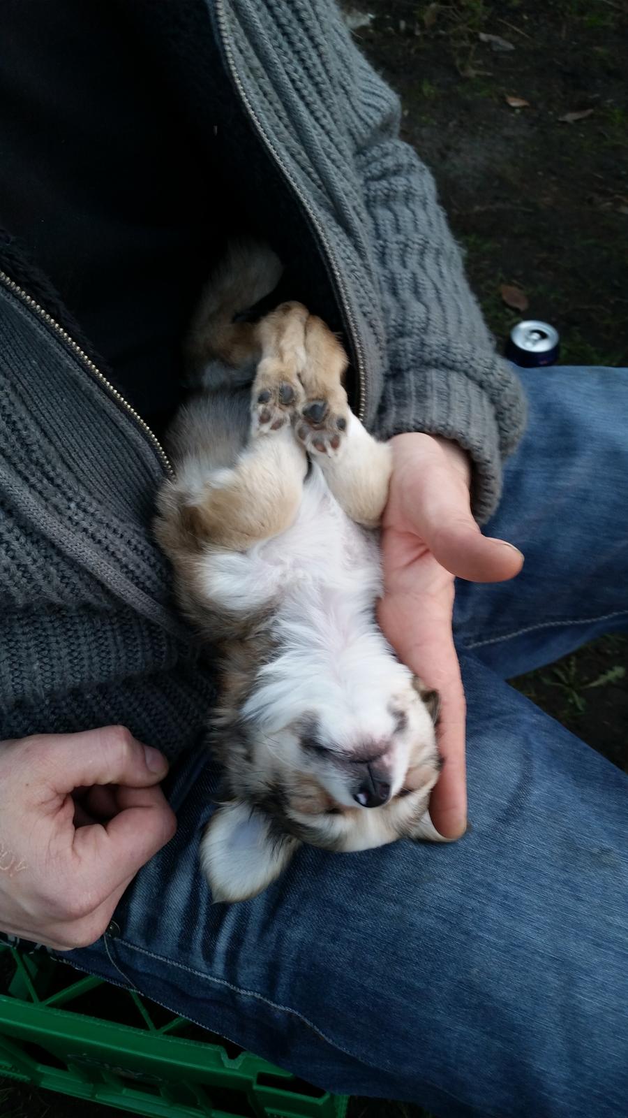 Chihuahua Arthur billede 3