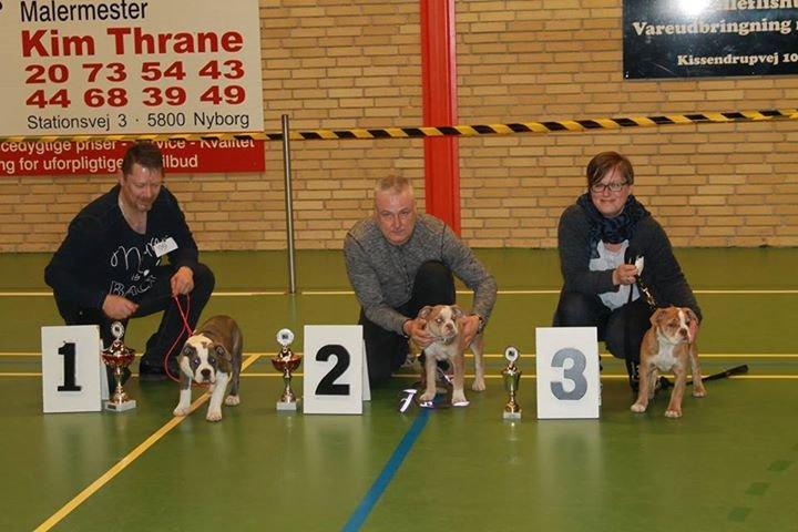 Olde english bulldogge DiamondBulls Anastasia aka "Åse" - 1. plads i Female Puppy 3-6 mdr :-) billede 33