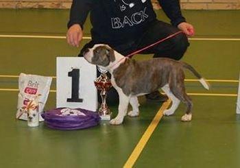 Olde english bulldogge DiamondBulls Anastasia aka "Åse" - Best Female Puppy i Show :-) billede 34