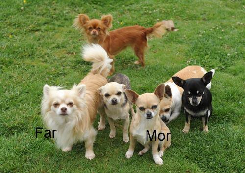 Chihuahua Arthur billede 7