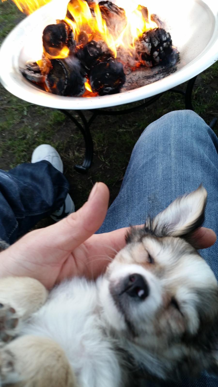 Chihuahua Arthur billede 4