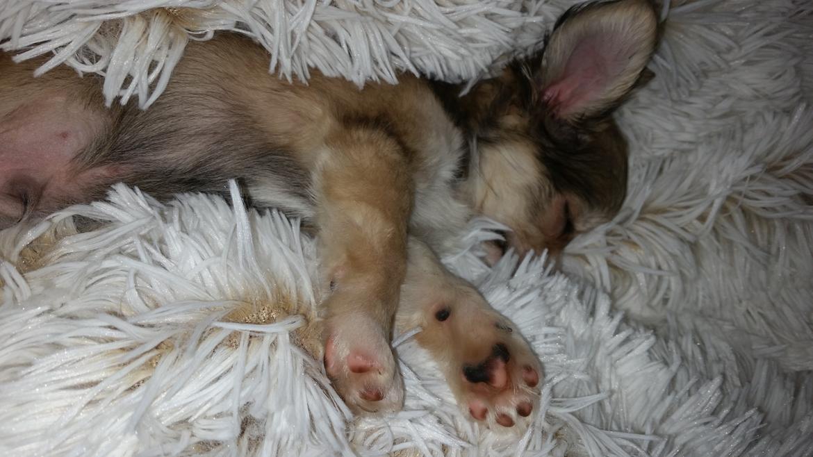 Chihuahua Arthur billede 5