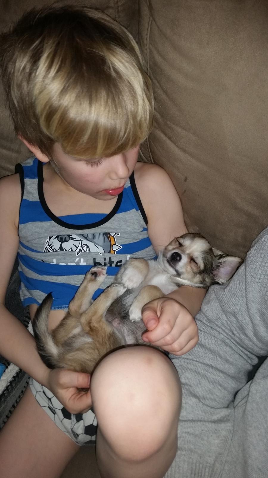 Chihuahua Arthur billede 6