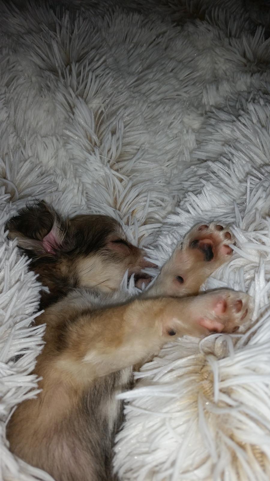 Chihuahua Arthur billede 8