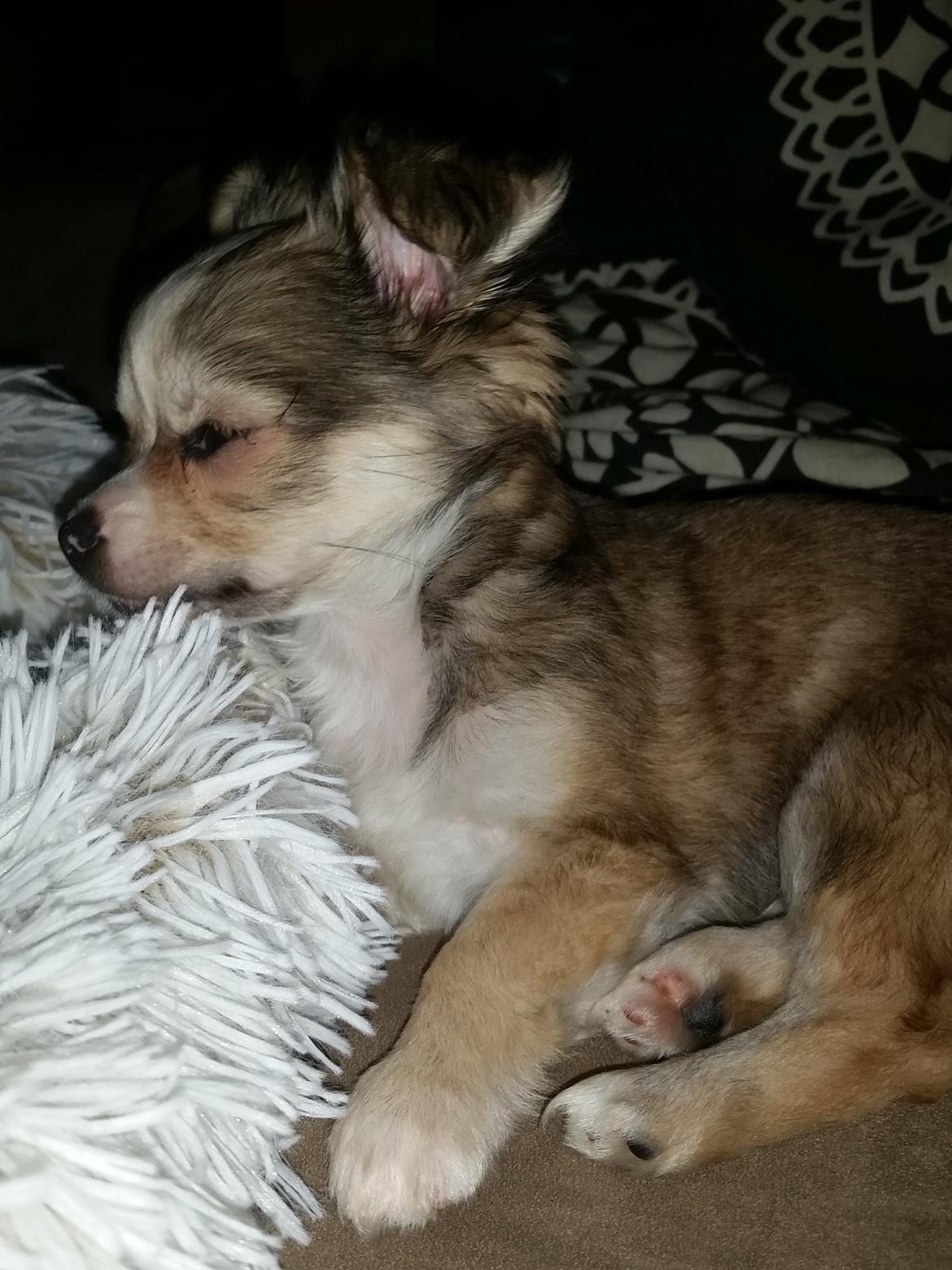 Chihuahua Arthur billede 9