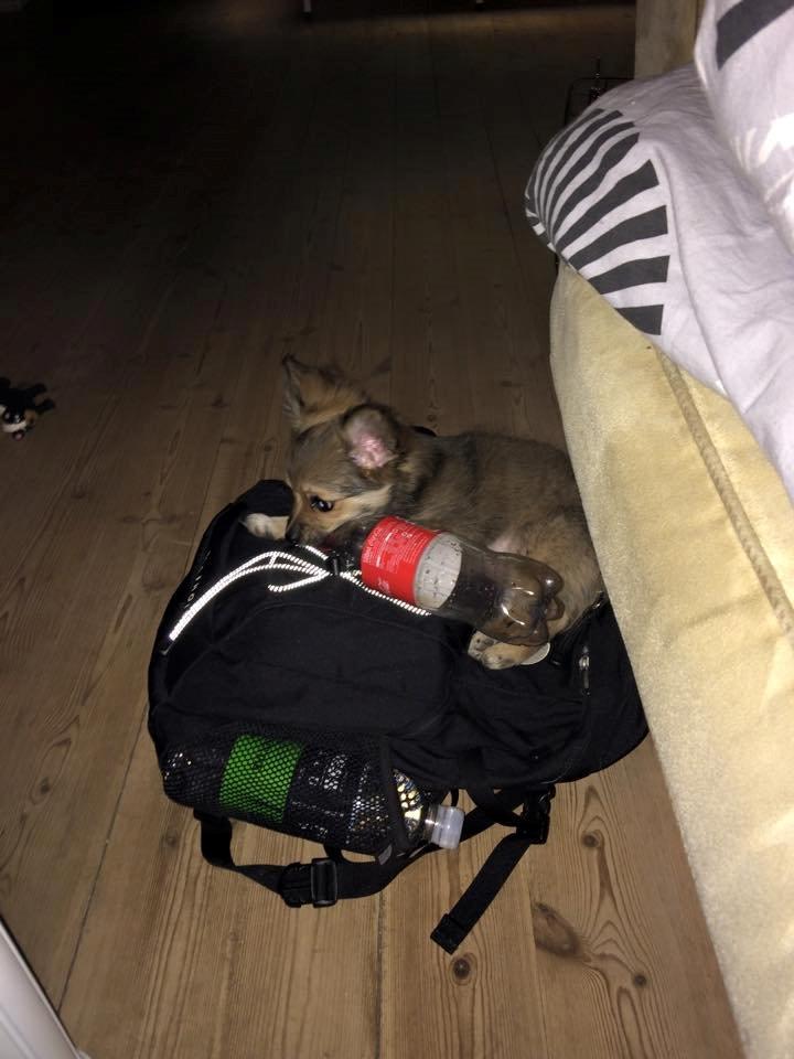 Blanding af racer Aya billede 4