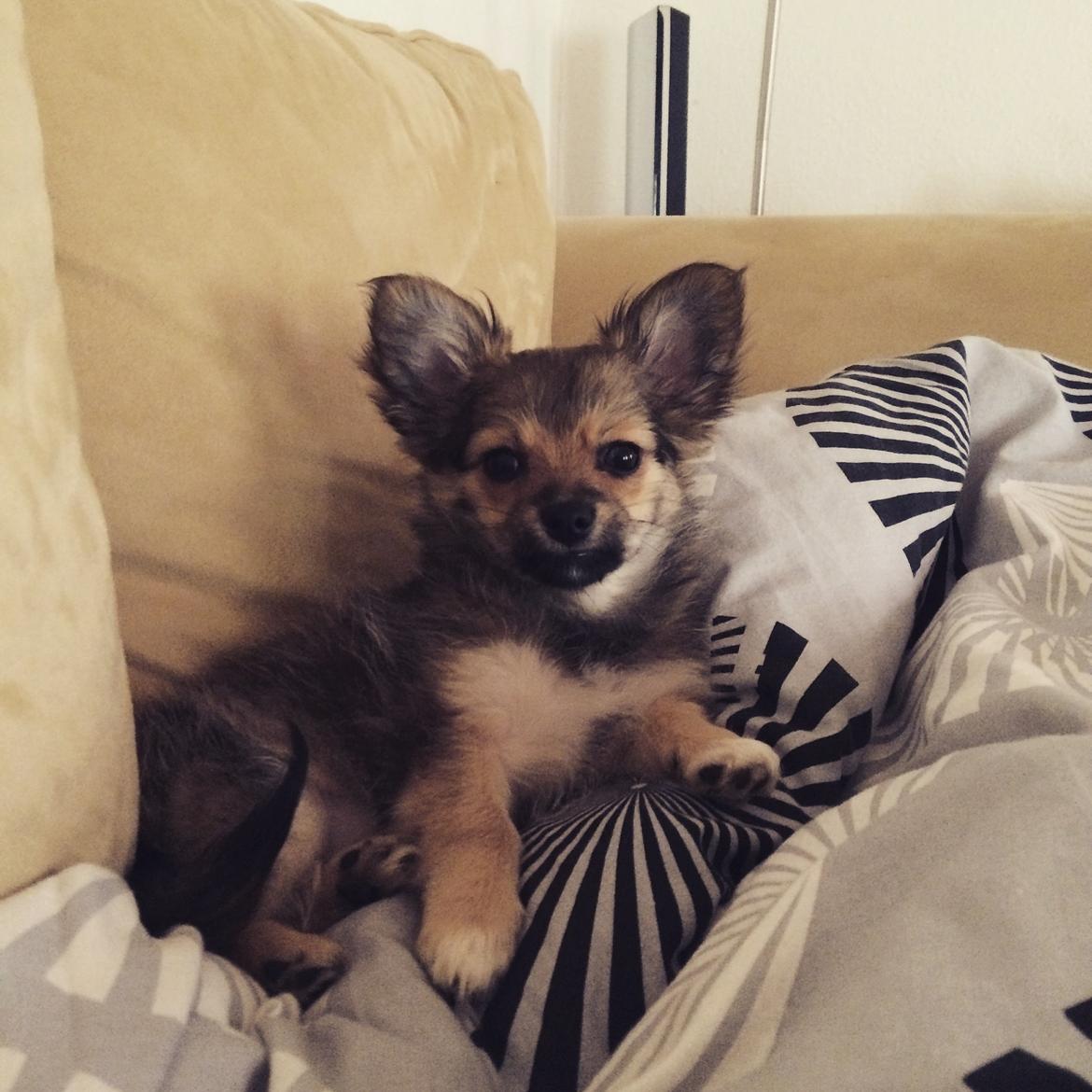 Blanding af racer Aya billede 3