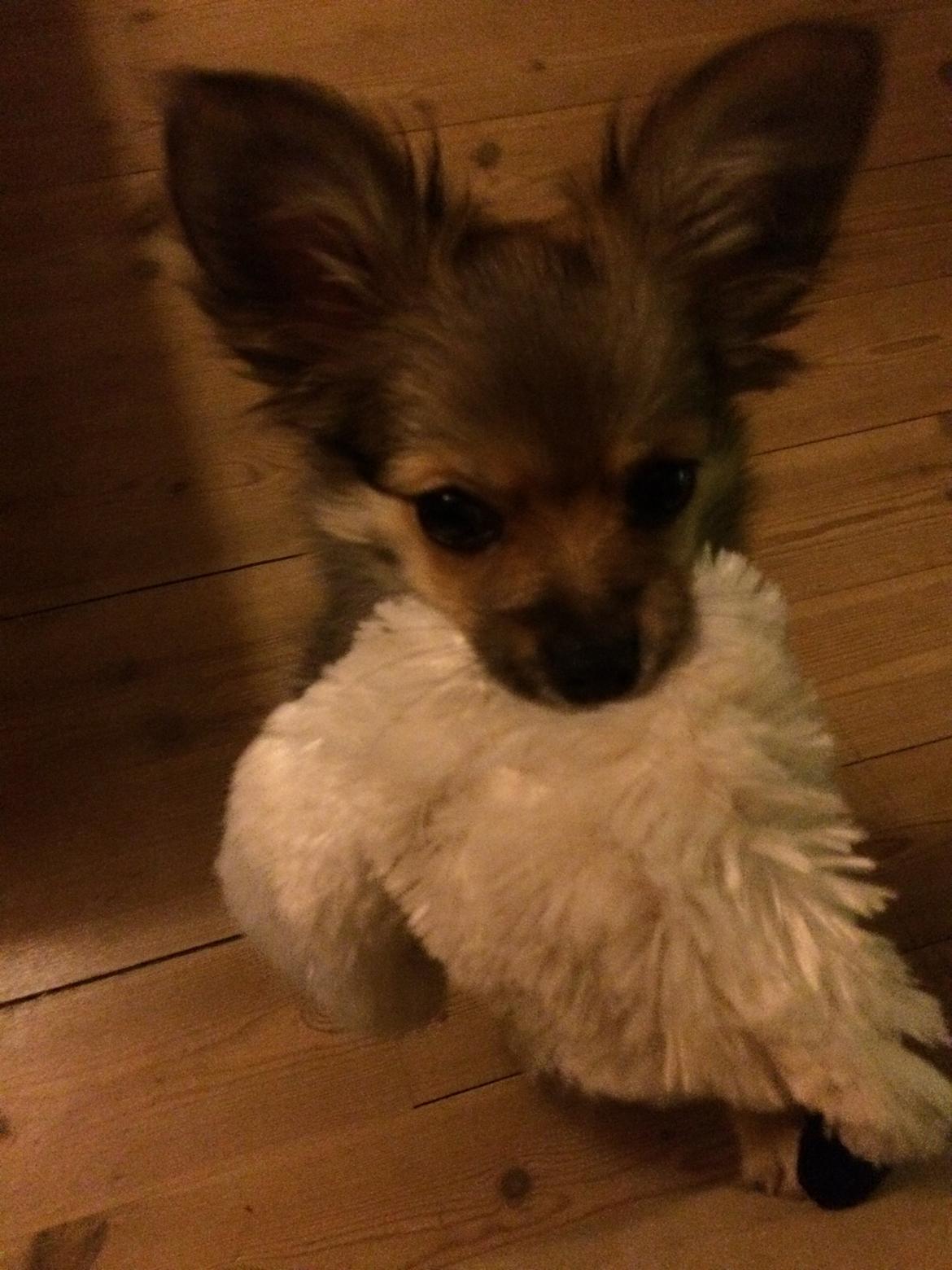 Blanding af racer Aya - Hendes elskede piv dyr <3 billede 2