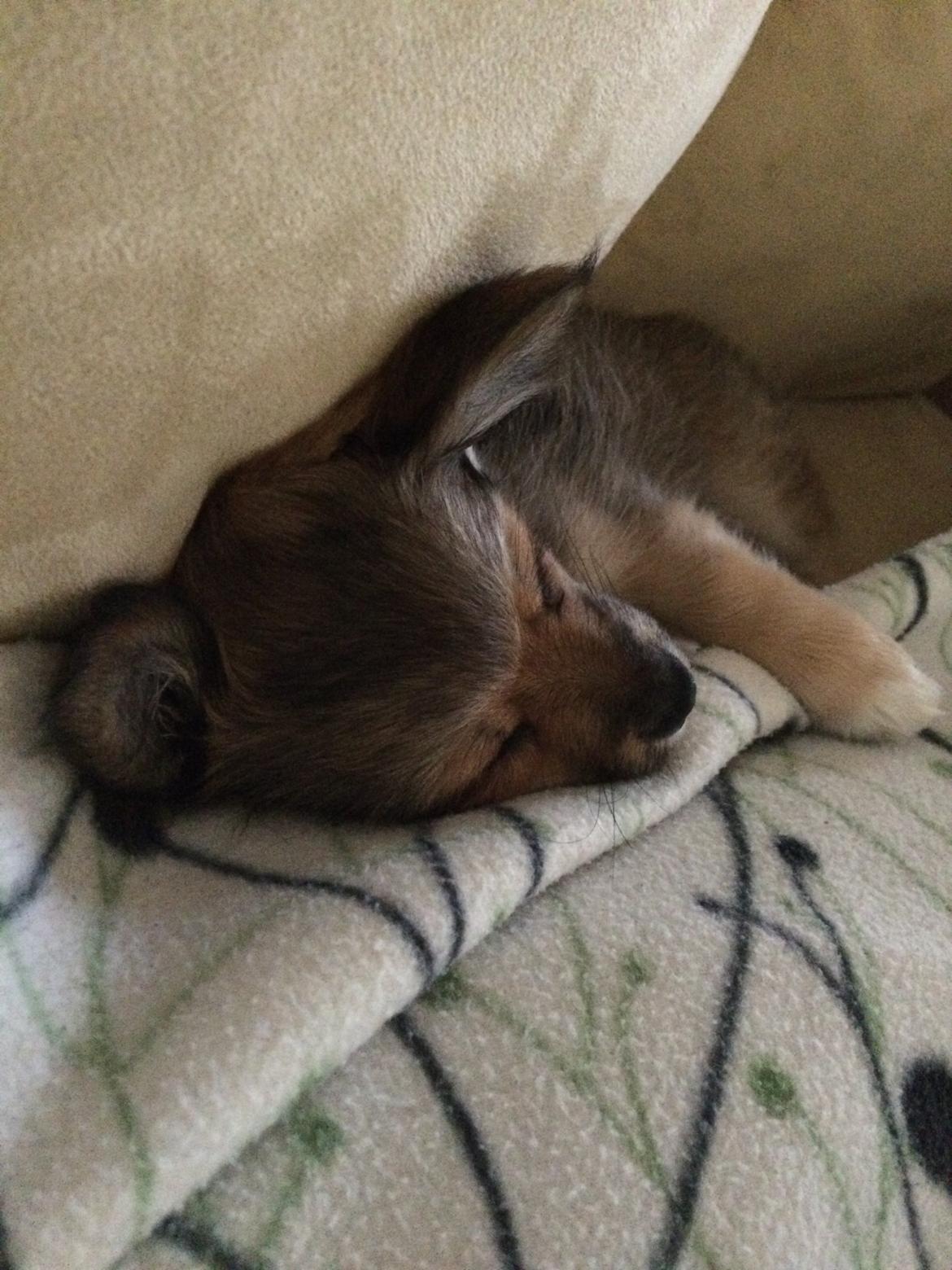 Blanding af racer Aya billede 6