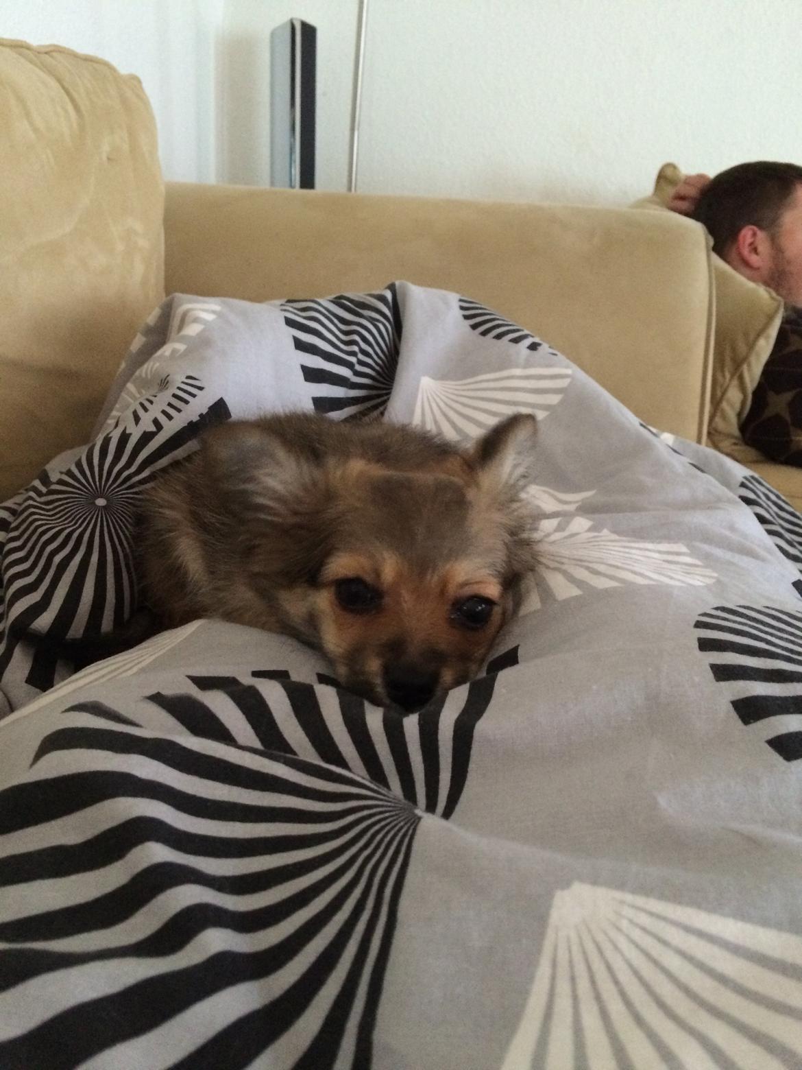 Blanding af racer Aya billede 5