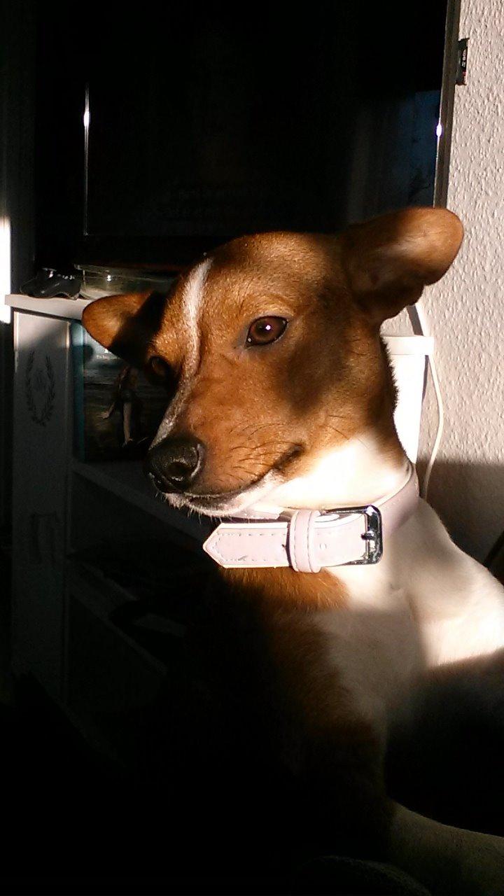 Basenji Nala billede 6