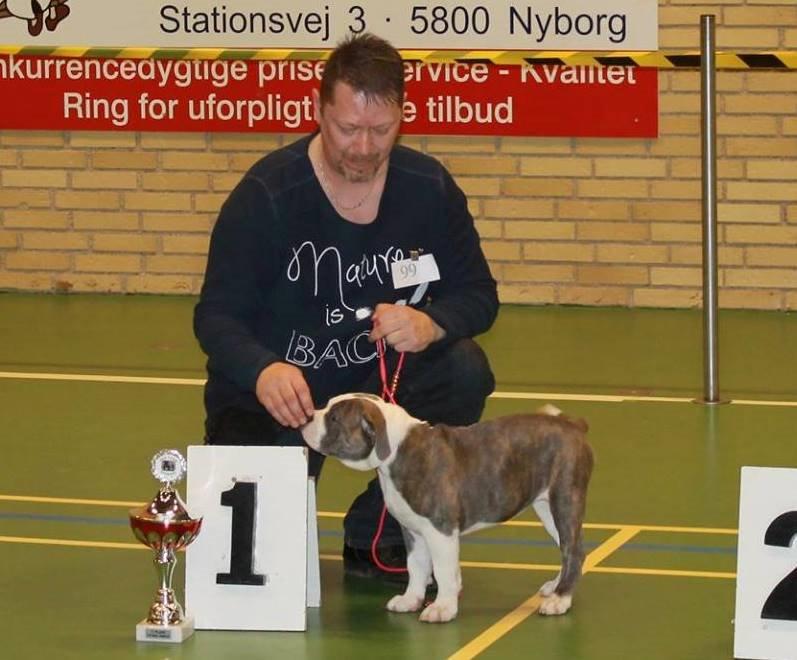 Olde english bulldogge DiamondBulls Anastasia aka "Åse" billede 36