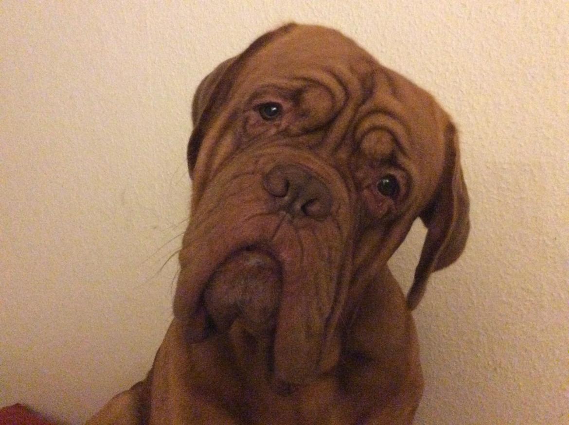 Dogue de bordeaux Den Røde Løber Aime's Houtch alias Titus billede 22