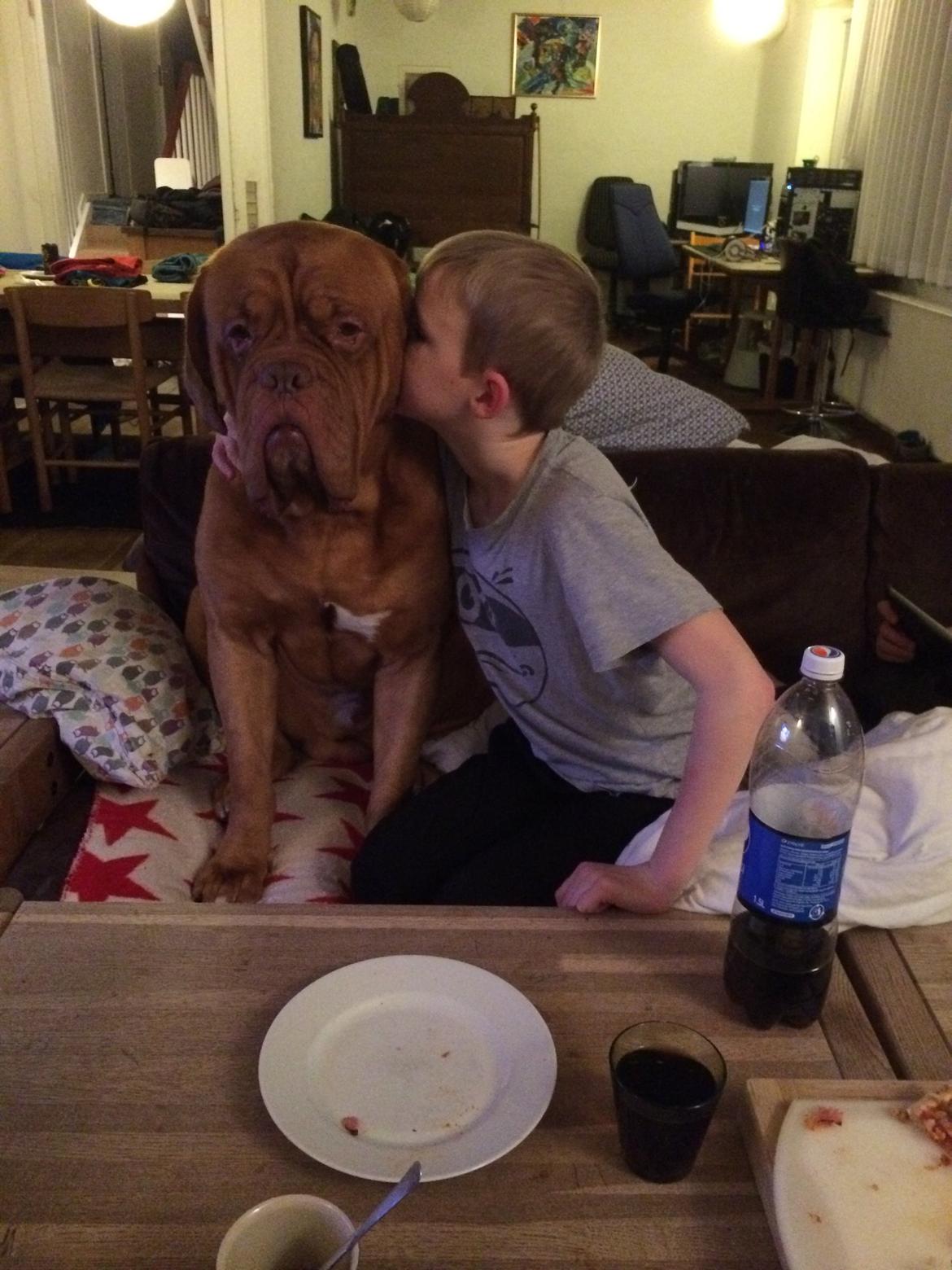 Dogue de bordeaux Den Røde Løber Aime's Houtch alias Titus billede 24